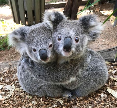 Photos of Koalas ‘Hugging It Out’ at Australia Reptile Park Are Totally Adorable Koalas, Cute Koala Bear, Animal Hugs, The Wombats, Koala Bears, Baby Koala, Animals Friendship, Australian Animals, Cute Animal Photos