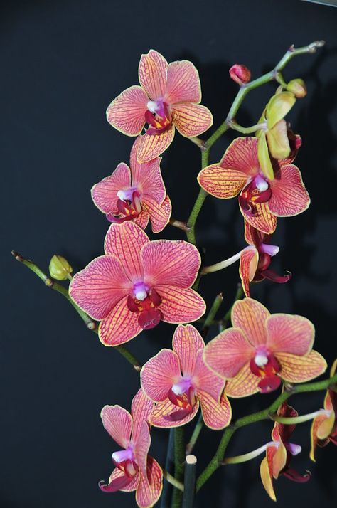 Orchids Phalaenopsis, Repotting Orchids, Orchid Photography, Orchid Photo, Very Beautiful Flowers, Moth Orchid, Exotic Orchids, Orchid Flowers, Pola Sulam