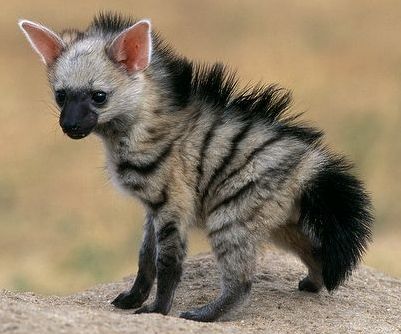 Imgur: The most awesome images on the Internet Hyena, Rare Animals, Baby Exotic Animals, Cele Mai Drăguțe Animale, Interesting Animals, Unusual Animals, Wild Dogs, Cute Creatures, Sweet Animals