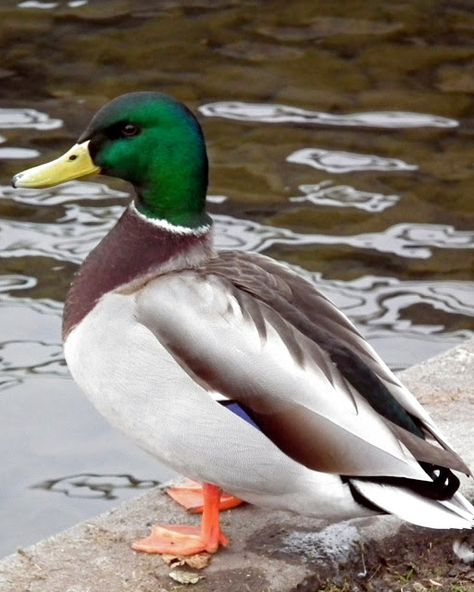 Male Duck, Duck Mount, Duck Species, Bird Lady, Duck Stamp, List Of Birds, Mallard Ducks, Duck Pictures, Duck Photo