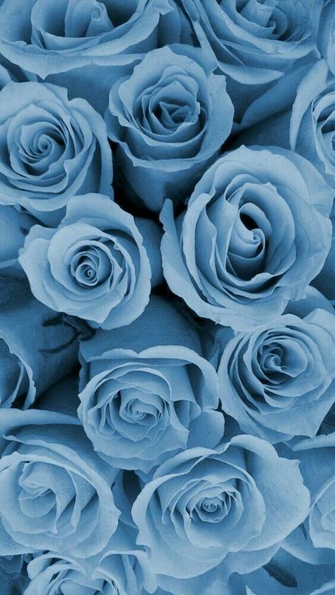 GALERI WALLPAPER 💗 | Blue roses wallpaper, Blue flower wallpaper, Blue aesthetic pastel Image Bleu, Blue Roses Wallpaper, Baby Blue Wallpaper, Galaxy Makeup, Wallpaper Rose, Blue Flower Wallpaper, Roses Wallpaper, Baby Blue Aesthetic, Light Blue Aesthetic