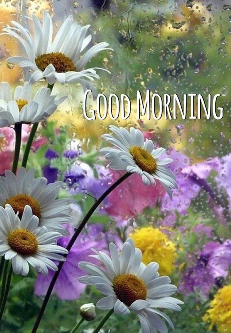 Rainy Flowers, Rainy Good Morning, Good Morning Rainy Day, Good Morning Wishes Gif, Beautiful Morning Quotes, Good Morning Inspiration, Good Morning Images Hd, Good Morning Beautiful Pictures, Good Morning Beautiful Images