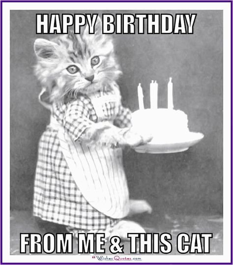 21 Cat Birthday Memes That Are Absolutely Purrrrfect - Funny Gallery Cat Birthday Memes, Cat Birthday Funny, Happy Birthday Funny Cats, Cats Birthday, Cats Happy, Happy Birthday Cat, Birthday Memes, Funny Birthday Meme, Happy Birthday Meme