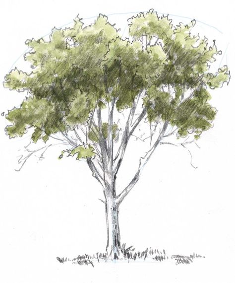 Learn how to draw trees in this simple step by step demonstration of the process of drawing an oak. How To Draw Tree, How To Draw A Tree, Drawing A Tree, How To Draw Trees, Draw Tree, Draw Trees, Drawing Trees, Drawing Tree, Tree Sketches