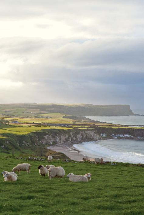 Magical and untouched, Ireland is filled with misty moors and grassy knolls stretching as far as the eye can see. Tour this country of unparalleled beauty with us and delight in its authentic charm. Ireland Travel, Ireland Landscape Nature, Ireland Aesthetic, Victoria Magazine, Ireland Landscape, Tainan, Voyage Europe, Samhain, Landscape Nature