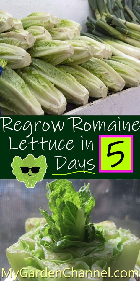 Romaine Lettuce Grow Romaine Lettuce Indoors, Grow Spinach From Scraps, Grow Romaine Lettuce Scrap, Growing Romaine Lettuce From Scraps, Grow Lettuce From Scraps, How To Grow Romaine Lettuce From Scraps, Growing Lettuce From Scraps, How To Grow Lettuce From Scraps, Planting Lettuce From Scraps