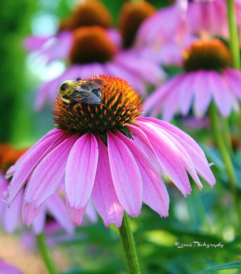 Watercolour Cone Flowers, Cone Flower Drawing, Cone Flower Tattoo, Interiors Artwork, Purple Cone Flower, Corn Flowers, Flowers Alphabet, Flowers Quilt, Bee And Flower