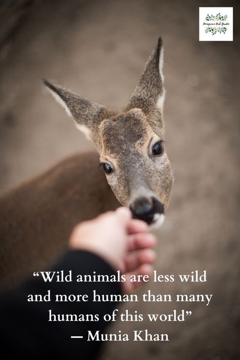 Nature, Wildlife Quotes, Animal Rights Quotes, Camp Quotes, Conservative Quotes, Animal Lover Quotes, Beautiful Thoughts, Vegan Quotes, Love Animals