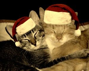 Natal, Cat Celebrating, Cat Magazine, Santa Cat, Christmas Kitten, Merry Christmas Happy Holidays, Cat Icon, Dibujos Cute, Silly Cats