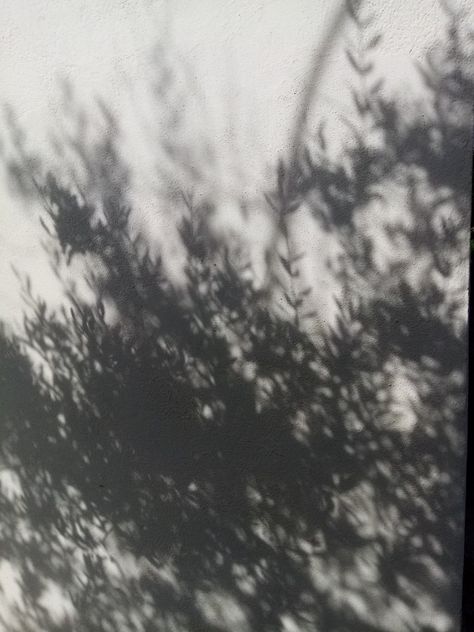 Olive tree and its beautiful shadows #blachandwhite#shadows#foliage Tree Shadow Photography, Olive Tree Aesthetic, Tree Shadow, 2024 Inspiration, Summer Trees, Black And White Tree, Shadow Photography, Its Beautiful, A Level Art
