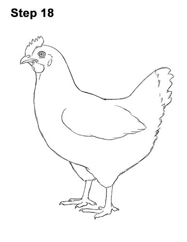 How to draw a Hen Chicken 18 Chicken Drawing Simple, Drawing Chickens, Hen And Chicks Succulent, Chicks Illustration, Hen Drawing, Chicks Clipart, Cartoon Hen, Hen Or Rooster, Chicken Outline