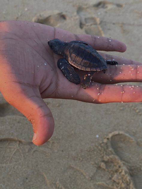 Beach | Aesthetic | Inspo | Inspiration | Influencer | Creator | Turtle | Life | Pic | Picture | Pic Idea | Fun | Happy | Relaxed￼ | Vacay | Vacations | Su Mexico, Nature, Mexican Beach Aesthetic, Cabo San Lucas Aesthetic, Mexico Beach Aesthetic, Cabos San Lucas, Mexican Beach, Mexican Beaches, Mexico Beach