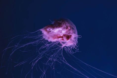 Pink meanie jellyfish (Drymonema larsoni) are a unique species of jellyfish that have been observed in the Gulf of Mexico since 2000. With a bell diameter of up to 60 cm and a distinctive pink color, they are hard to miss. While they are not considered to be highly venomous, their short frilly appendages around […] Marine Life, Panama City, Mexico, Pink Meanie Jellyfish, Types Of Jellyfish, Panama City Beach, Gulf Of Mexico, Tattoo Inspo, Panama City Panama