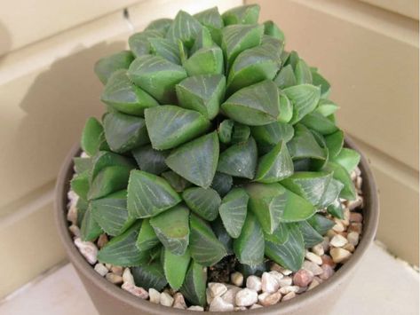 Haworthia retusa is a small succulent that forms star-shaped rosettes, up to 6 inches (15 cm) in diameter, of fleshy, lime green leaves with triangular translucent tips marked with longitudinal lines. #haworthia #succulent #succulents #cactiandsucculents #succulentopedia #worldofsucculents Star Cactus, Succulent Haworthia, Tanaman Sukulen, Small Succulent Plants, Succulent Bonsai, Cactus Planta, Succulent Cuttings, Succulent Gardening, Succulent Care