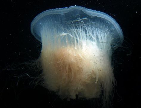 Giant Jelly Fish: Drymonema dalmatinum Marine Life, Jellyfish, Nature, Jelly, Jellyfish Species, Pet Jellyfish, Jelly Fish, Field Guide, Deep Sea