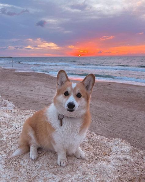 Corgi Puppies, Corgi Wallpaper, Corgi Dog Breed, Corgi Breeds, Baby Corgi, Cute Corgi Puppy, Funny Corgi, Corgi Pictures, Welsh Corgi Puppies