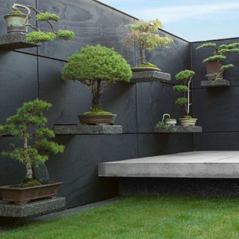 #Bonsai #japanesegarden Tiziano Codiferro Master gardener www.codifderro.it Taman Air, Plantas Bonsai, نباتات منزلية, Indoor Bonsai, Japanese Garden Design, Desain Lanskap, Walled Garden, Bonsai Plants, Have Inspiration