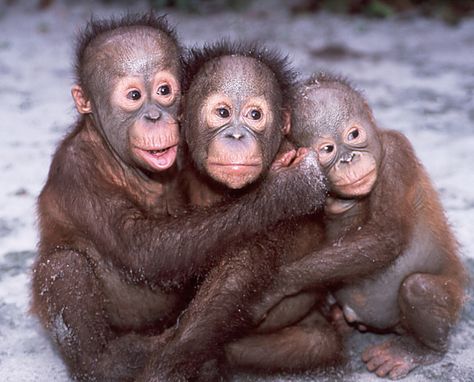 Cute Orangutan Babies! | Three baby orangutans from the Sepi… | Flickr Spirituality Practice, Animal Hugs, Baby Orangutan, Mandrill, Rehab Center, Great Ape, Cute Monkey, Wildlife Animals, Primates