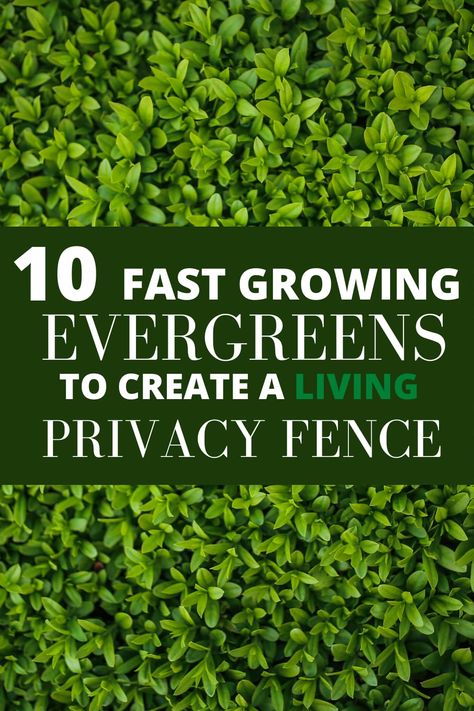 Hedge Bushes For Privacy, Evergreen Fence Plants, Plants As Fence, Hedging Ideas Privacy, Live Privacy Fence Ideas, Evergreen Hedges Fast Growing, Fast Growing Evergreen Trees, Plants Instead Of Fence, Evergreen Fence Ideas