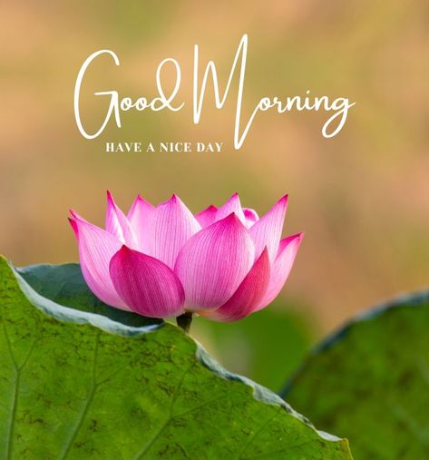 Good Morning Wishes Good Morning Wishes Quotes, Beautiful Good Morning Pics, Good Morning With Flowers, Flower Good Morning Images, Good Morning Videos, Beautiful Morning Images, Maha Ashtami, Sunday Good Morning, Good Morning Flower