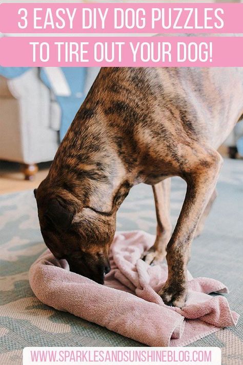 Diy Dog Mental Stimulation, How To Keep My Dog Busy, Indoor Activities For Dogs Rainy Days, Dog Towel Enrichment, Homemade Dog Brain Games, Things To Keep Dogs Busy, Diy Dog Mind Games, Diy For Dogs Projects, How To Keep My Dog From Being Bored