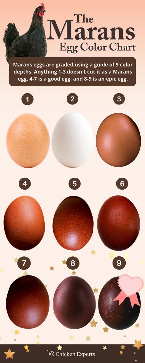 The Marans Chicken – A Colored Egg Masterclass And Breed Guide 📚 - chickenexperts Barnevelder Chicken Egg Color, Cuckoo Maran Chickens Eggs, Midnight Majesty Maran Chicken, Chicken Eggs Colors Chart, Chicken Egg Colors And Breeds, Cuckoo Maran Chickens, Easter Egger Chicken Eggs, Easter Eggers Eggs, Marans Chicken