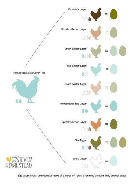 Chicken Egg Laying Chart, Breeding Chickens For Egg Color, Silver Laced Wyandotte Chickens Eggs, Silverrudd Chickens, Chickens And Their Egg Colors, Chicken Egg Color Chart, Best Egg Layers Chicken Breeds, Easter Egger Rooster, Chicken Eggs Colors Chart