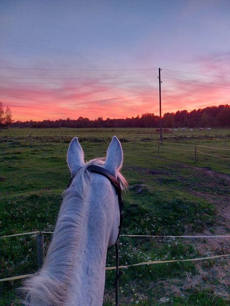 Horses Sunset Wallpaper, Horse Pink Aesthetic, Pink Horse Aesthetic, Paint Horse Aesthetic, Horse Riding Sunset, White Horse Aesthetic, Horse Pfp, Preppy Horse, Preppy Sunset