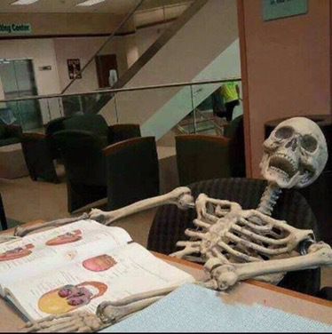 The Best #LifeofaMedStudent Memes of All Time – Part 1 – #Lifeofamedstudent Skeleton Memes, Skeleton Pics, Studying Funny, Nursing Motivation, Studying Memes, Wallpaper Fofos, Med School Motivation, Funny Skeleton, Funny Study Quotes