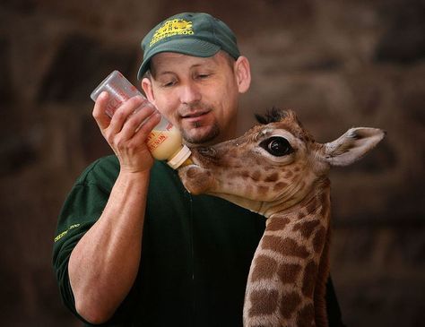 Funny Animal Pictures, Zoology, Giraffe Photos, Chester Zoo, Wildlife Biologist, Wild Animals Photos, Zoo Keeper, Pet Cage, Baby Giraffe