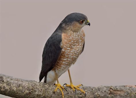 Sharp-shinned Hawk Peregrine, California Animals, Sharp Shinned Hawk, Cooper's Hawk, American Kestrel, Habitat Garden, Forest Habitat, Peregrine Falcon, Red Tailed Hawk