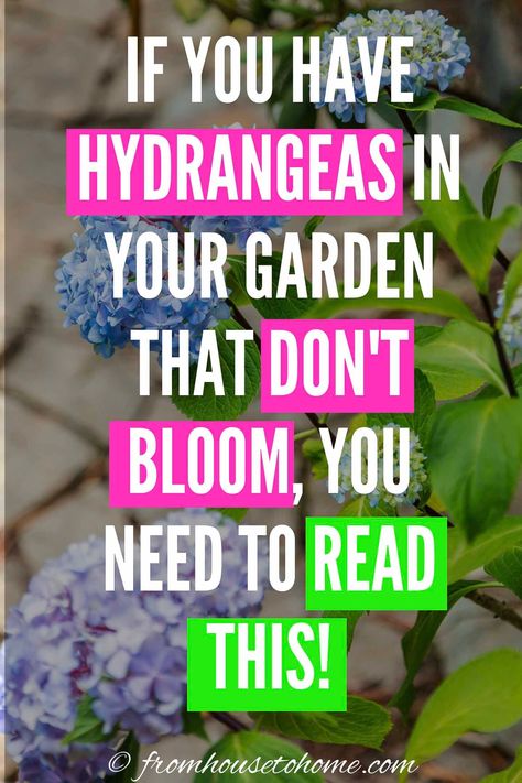 When To Prune Hostas, How To Get Hydrangeas To Bloom, Hydrangea And Peony Landscaping, How To Fertilize Hydrangeas, Baking Soda For Hydrangeas, Hydrangea And Hostas Landscaping, Hydrangea Landscaping Ideas, What To Plant With Hydrangeas, Deck Plants