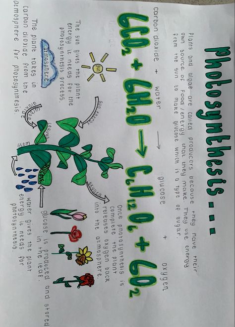 Photosynthesis And Cellular Respiration Poster, Photosynthesis And Cellular Respiration Projects, Photosynthesis Poster Ideas, Photosynthesis Concept Map, Biology Revision Gcse Photosynthesis, Photosynthesis Mind Map, Biology Plants Notes, Photosynthesis Biology Notes, Photosintesis Notes