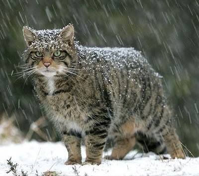 Snow.Cat | Content in a Cottage Stirling, Scottish Wildcat, Cottage