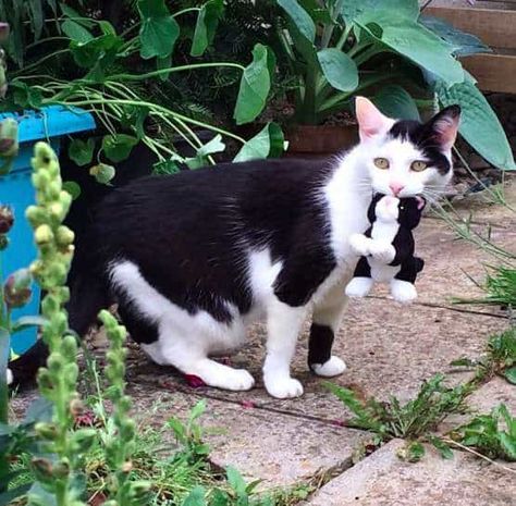 Sweet Senior Cat Loves To Take Her Toys For Tiny Excursions Maine Coon, Senior Cat, Love Your Pet, Tuxedo Cat, White Cats, Beautiful Cats, Cat Life, Crazy Cats, Cat Love