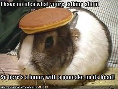 I have no idea what youre talking about  So here's a bunny with a pancake on its head! Funny, Get Well Soon, Get Well, Feel Better