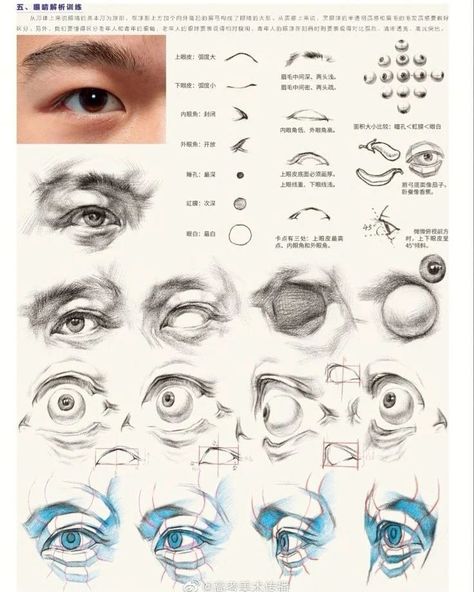 Eyes Anatomy Drawing, Eye Structure, Eye Study, Eye Anatomy, Drawing Study, Head Anatomy, Academic Drawing, Life Drawing Reference, Portrait Tutorial