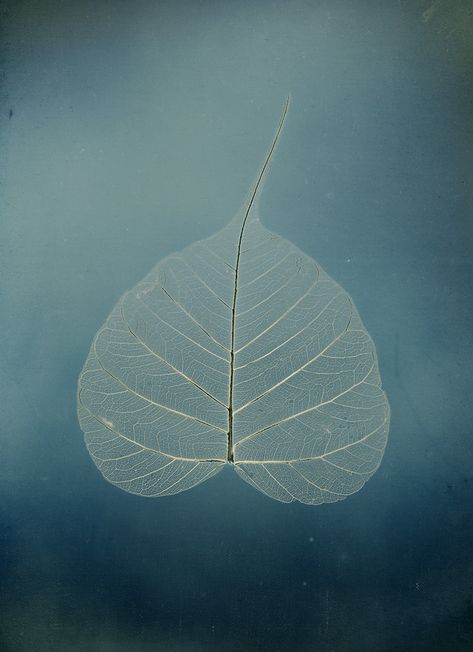 Nature, Bodhi Tattoo, Bodhi Tree Tattoo, Intention Board, Minimalist Plants, Southeast Asian Art, Leaves Meaning, Dry Leaf Art, Cyanotype Process