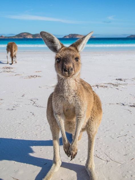 Kangaroo on the beach, can you get more Western Australian? Great Barrier Reef, Animal Tattoos, Grand National, Australian Animals, Tasmania, Australia Travel, 귀여운 동물, Western Australia, Beautiful Creatures