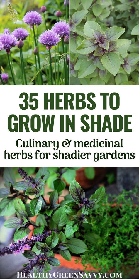 Spices To Grow In Garden, Herb Garden List Plants, Growing Herbs On Porch, Low Maintenance Herb Garden, Vegetable Shade Garden, Food That Grows In Shade, Hillside Herb Garden, Creative Herb Garden, How To Build A Herb Garden