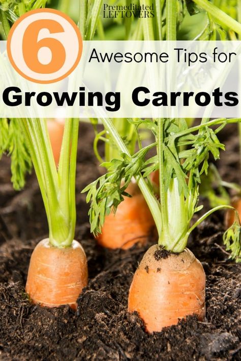 Organic Gardening Tips, Homestead Survival, Growing Carrots, Lily Flowers, Spring Plants, Garden Quotes, Wildflower Garden, Olive Garden, Garden Tips