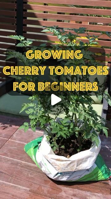 Growing Out The Box on Instagram: "Cherry tomato tips and tricks for beginners #garden #gardening #newgardener #growingoutthebox #howtogrowtomatoes #reelsinstagram #reelsfb #reelsvideos" Cherry Tomatoes Growing, How To Grow Cherries, Growing Cherry Tomatoes, Black Cherry Tomato, Beginners Garden, Cherry Tomato Plant, Gardening Vegetables, Indoor Vegetable Gardening, Tomato Garden