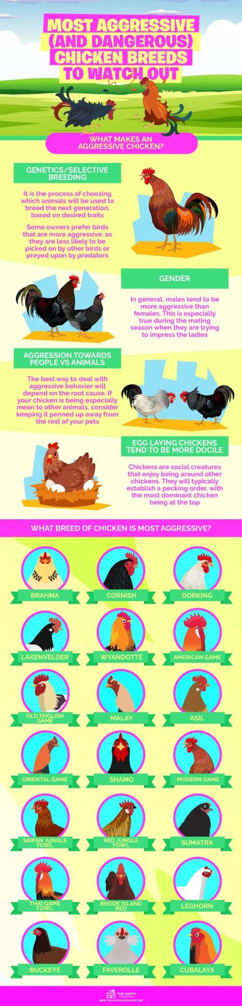 Wyandotte Chicken, Brahma Chicken, Aggressive Animals, Game Fowl, Egg Laying Chickens, Rhode Island Red, Selective Breeding, Egg Production, English Games