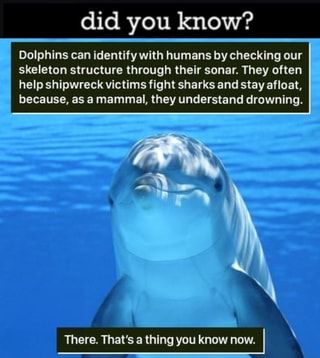 Did you know? Dolphins can identify with humans by checking our skeleton structure through their sonar. They often help shipwreck victims fight sharks and stay afloat, because, as a mammal, they understand drowning. There. That's a thing you know now. – popular memes on the site ifunny.co Animal Kingdom, Weird Animal Facts, Animal Facts, Weird Animals, Weird Facts, Animal Memes, Cute Funny Animals, Animals Friends