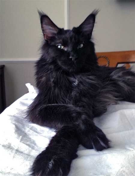 Things To Know About Black Maine Coon | Cat Tips & Cat Facts Black Mancoon Cats, Black Maine Coone Cat, Black Mane Coone, Black Maine Cooney Cats, Black Maine Coone, Mainecoon Cat Aesthetic, Maine Coone Kitten, Black Mainecoon Cat, Manecoon Cat