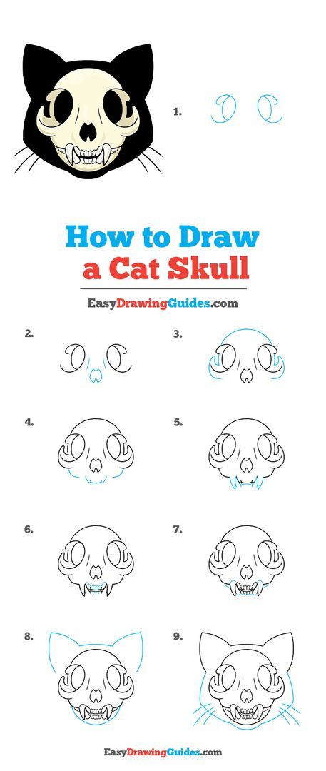 Cat Skull Reference Drawing, Cat Head Tutorial, Skulls Drawing Step By Step, Cat Skull Front View, How To Draw Animal Skulls Step By Step, Cute Cat Skull Drawing, Skull Drawing Reference Sketch, Cat Drawing Guide, Cat Skull Tattoo Simple