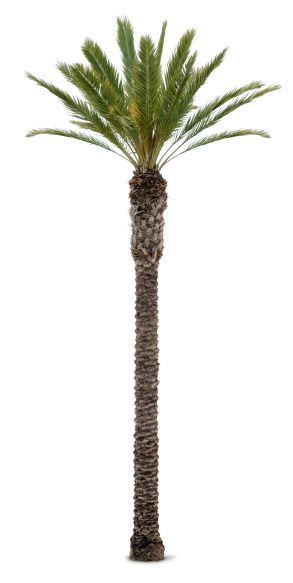 Imagen libre de derechos: PalmTree Croquis, Los Angeles Landscape, Tree Photoshop, Palm Trees Landscaping, Botanical Collage, Tree Plan, Palm Tree Art, Tree Sketches, Garden Design Plans