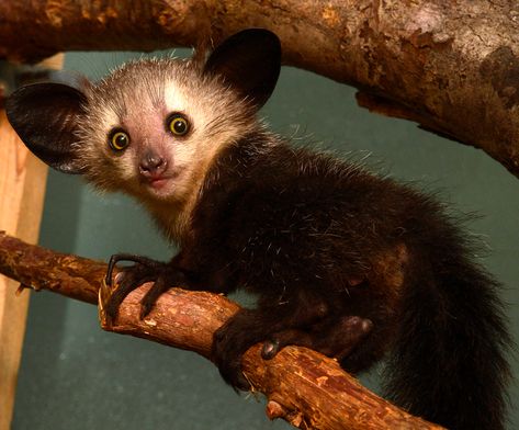 Aye-Aye - Duke Lemur Center Hyena, Weird Sea Creatures, Bizarre Animals, Baby Donkey, Mystical Animals, Aye Aye, Most Beautiful Animals, Unusual Animals, Weird Animals