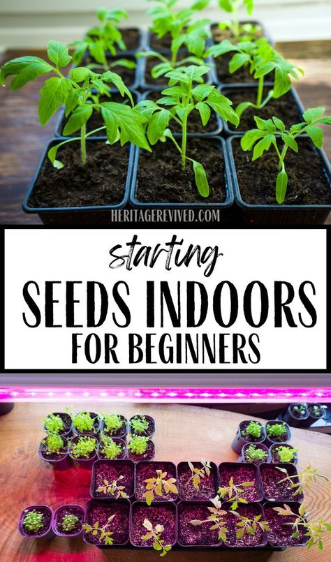 Image of seedlings in potting trays with text "Starting seeds indoors- for beginners" Plant Starts Indoors, How To Start Vegetable Seeds Indoors, Starting Plants Indoors, Seeding Indoors Starting, Starting Tomato Seeds Indoors, Best Way To Start Seeds Indoors, Starting Vegetable Seeds Indoors, Starting Plants From Seeds Indoors, Grow Lights For Seed Starting