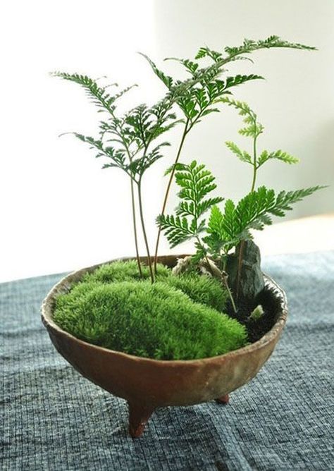 15+ Best Indoor Tabletop Garden Ideas & Designs For 2020 Plant Grow Room, Moss Bonsai, Mini Succulent Garden, Kaktus Dan Sukulen, Tanaman Indoor, Tanaman Pot, Bonsai Ideas, Ferns Garden, Plantas Bonsai